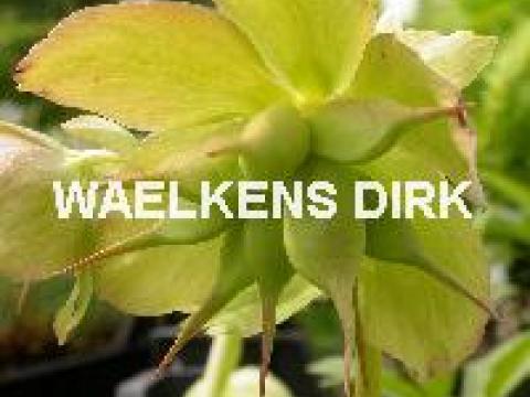 Helleborus niger