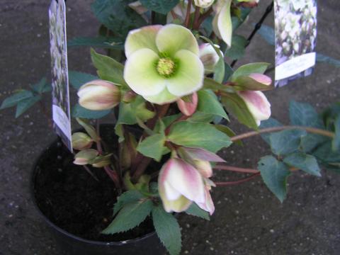 Helleborus nigercors pink frost