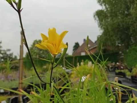 Hemerocallis hybr. 'Stella de Oro'