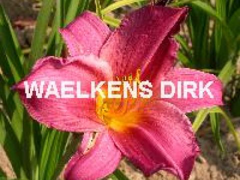 Hemerocallis 'Summer Wine'