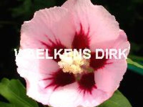 Hibiscus syr. 'Hamabo'