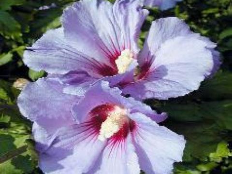 Hibiscus syr. 'Oiseau Bleu'