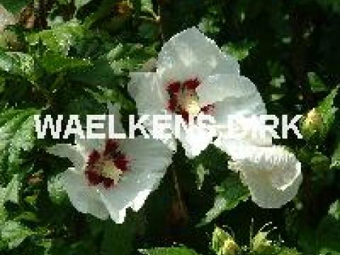 Hibiscus syr. 'Red Heart'