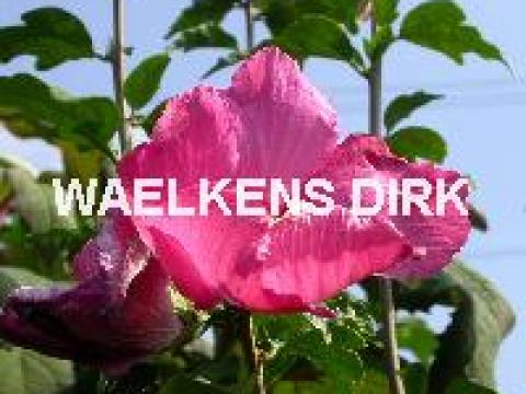 Hibiscus syr. 'Woodbridge'