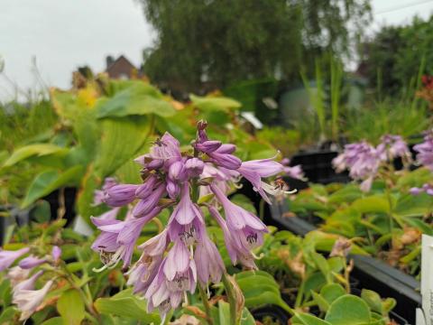 Hosta 'Blue Cadet'