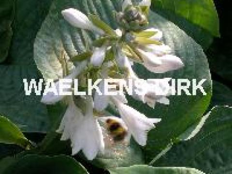 Hosta sieboldiana 'Elegans'