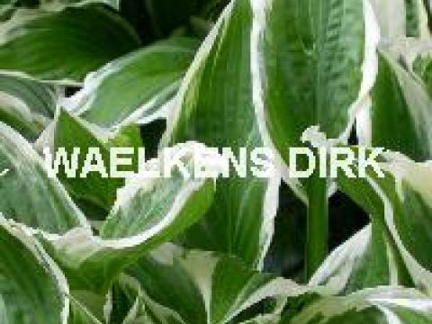 Hosta 'Albomarginata'(und.)