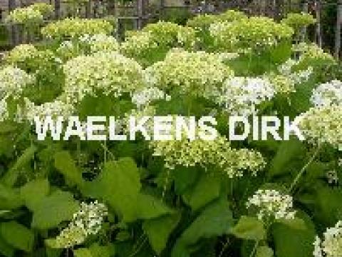 Hydrangea arborescens 'Annabelle'