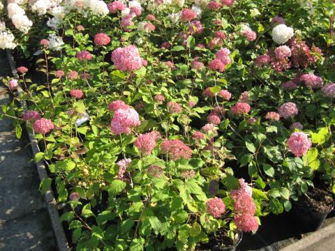 Hydrangea arborescens 'INVINCIBELE' PINK ANNABELLE