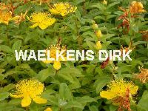 Hypericum calycinum