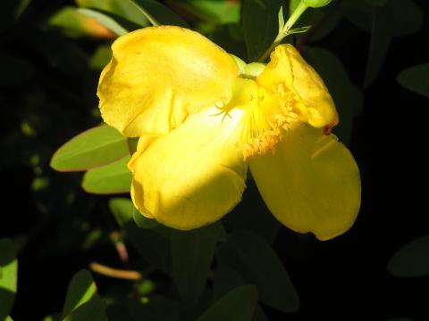 Hypericum 'Hidcote'