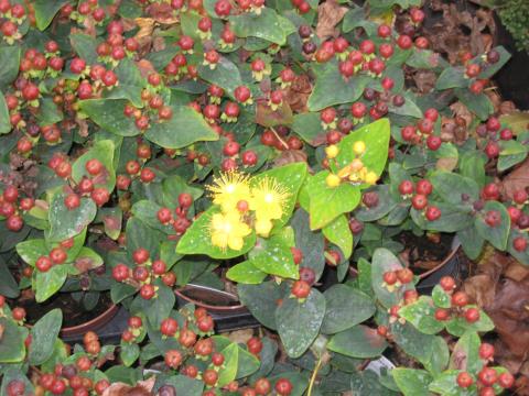 Hypericum inod. 'MAGICAL RED