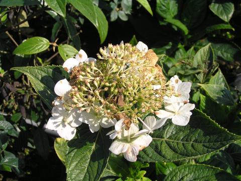 Hydrangea macr. 'Lanarth white'