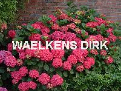 Hydrangea macr. 'Alpengluhen'