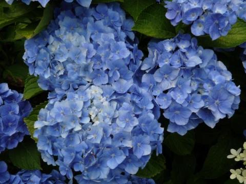 Hydrangea macr. 'Bodensee'