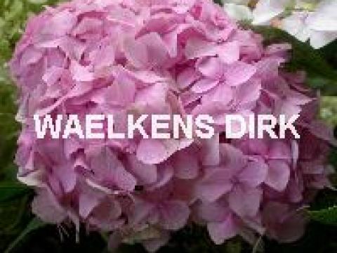 Hydrangea macr. 'Bouquet Rose'