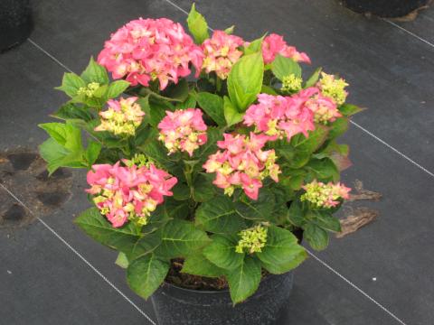 Hydrangea macr. EARLY ROSE