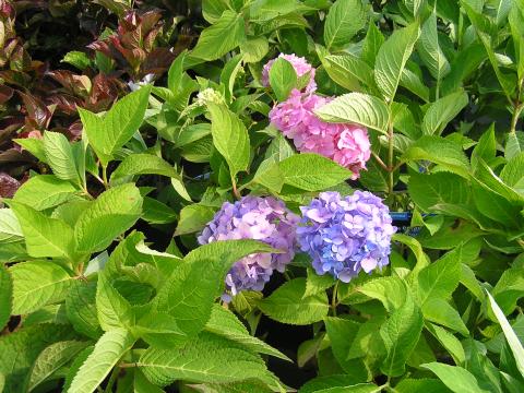 Hydrangea macr. 'Endless Summer'