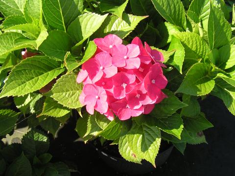Hydrangea macr.' Leuchtfeuer'