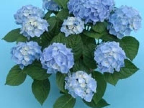 Hydrangea macr. 'Xian' BLAUW