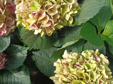 Hydrangea macr. 'Xian' HERFST