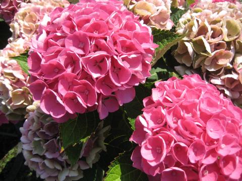 Hydrangea macr. 'Xian' ROZE