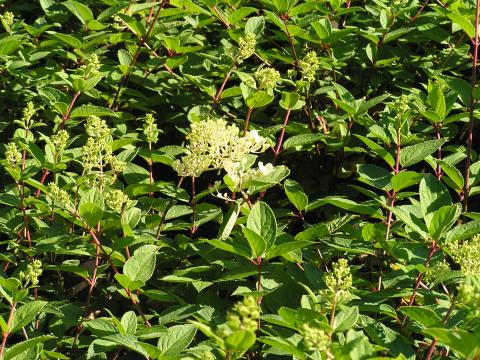 Hydrangea pan. 'Grandiflora'