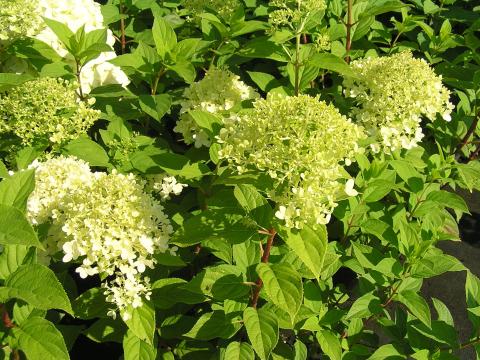Hydrangea pan. 'Limelight' (R)