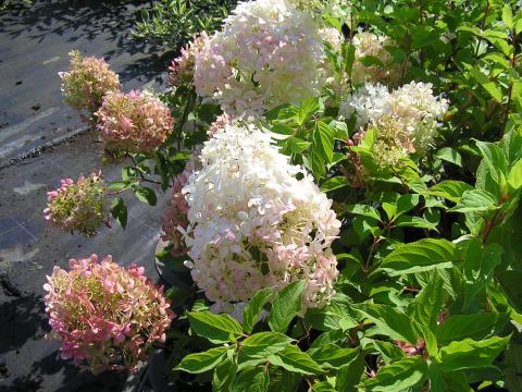 Hydrangea pan. 'Phantom'