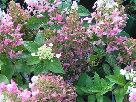 Hydrangea pan. 'Pinky Winky'