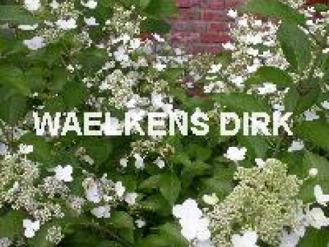 Hydrangea pan. 'Unique'