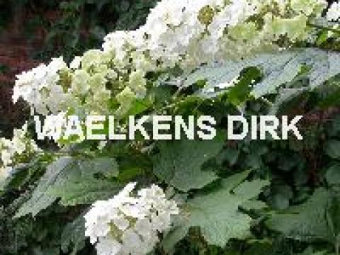 Hydrangea quercifolia 'Snow Queen'
