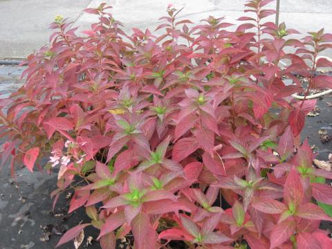 Hydrangea serrata 'Bluebird'