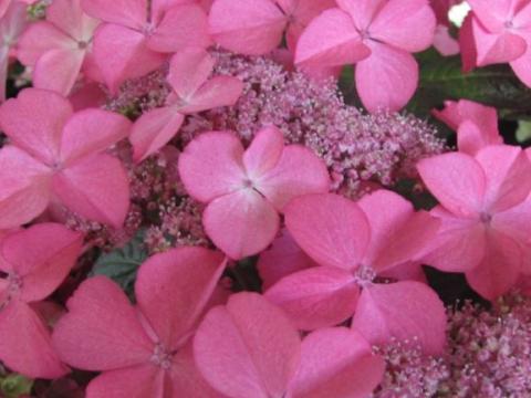 Hydrangea teller roze