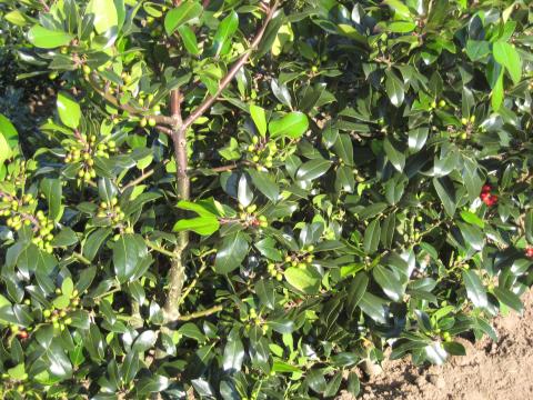 Ilex altacl. 'Camelliifolia'
