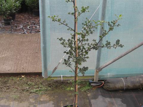 Ilex aquifolium
