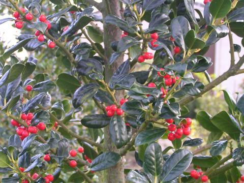 Ilex aquif. 'J.C. van Tol'