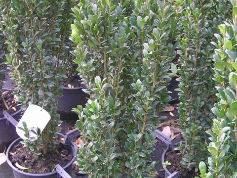 Ilex crenata 'Fastigiata'
