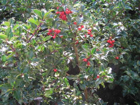 Ilex meserveae 'Blue Princess'