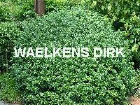 Ilex meserveae 'Blue Prince'