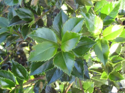 Ilex meserveae 'Heckenfee' (R)