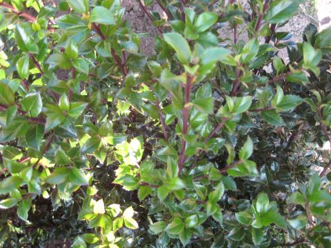 Ilex meserveae 'Heckenstar' (R)