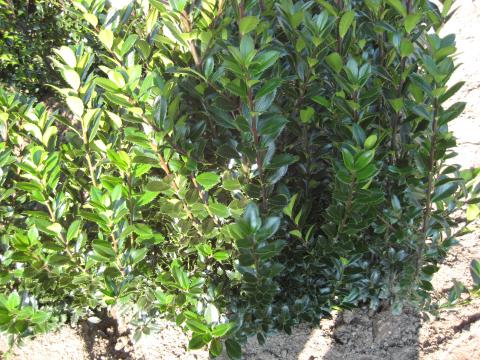 Ilex meserveae 'Heckenpracht' (R)