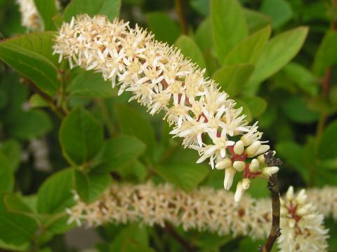 Itea virginica