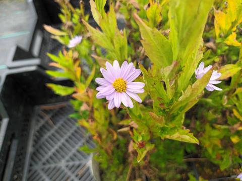 Kalimeris incisa 'Blue Star'
