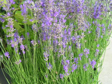 Lavandula ang. 'Dwarf Blue'
