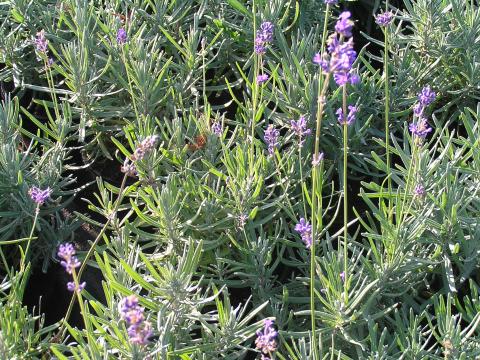 Lavandula angust. 'Munstead'