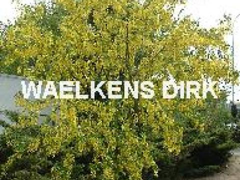 Laburnum wat. 'Vossii'