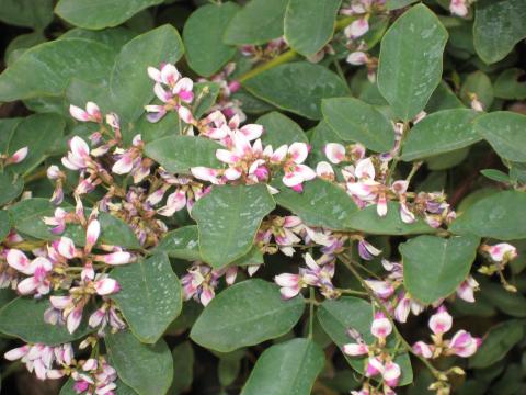Lespedeza thunbergii