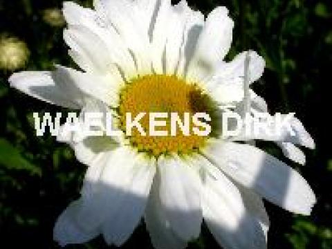 Leucanthemum 'Maikoningin'